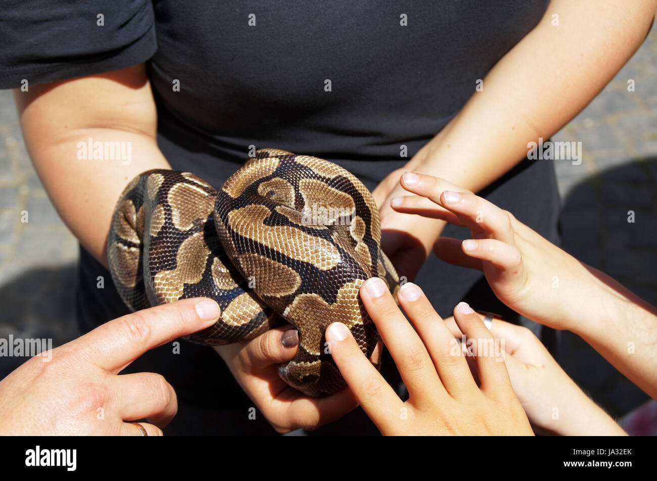 snake, fearless, child, children, kids, python, woman, hand, courageous, Stock Photo