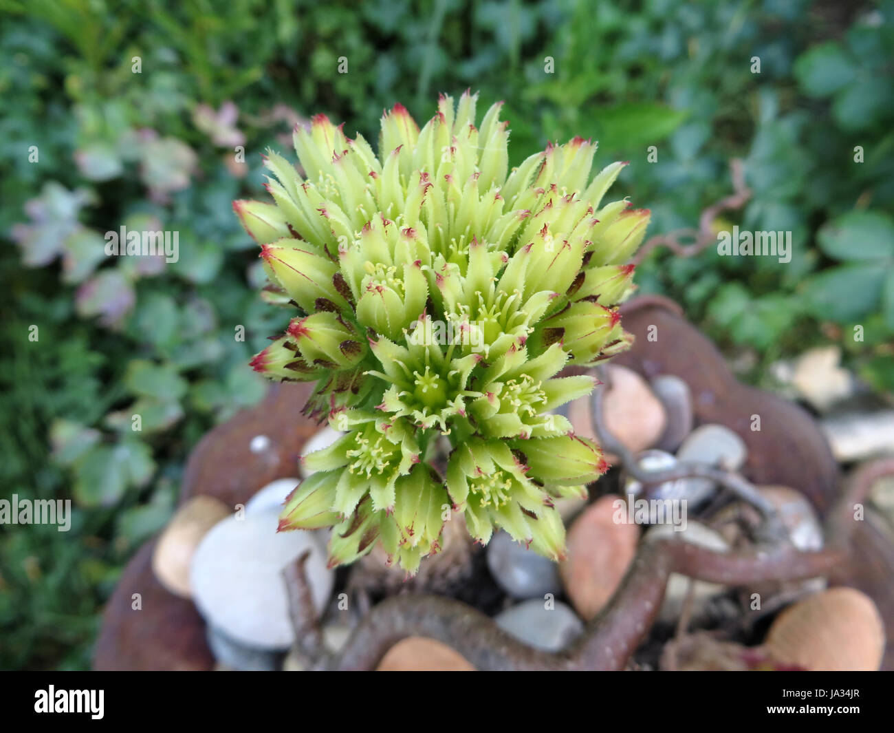 ordinary frans houseleek - sempervivum globiferum Stock Photo