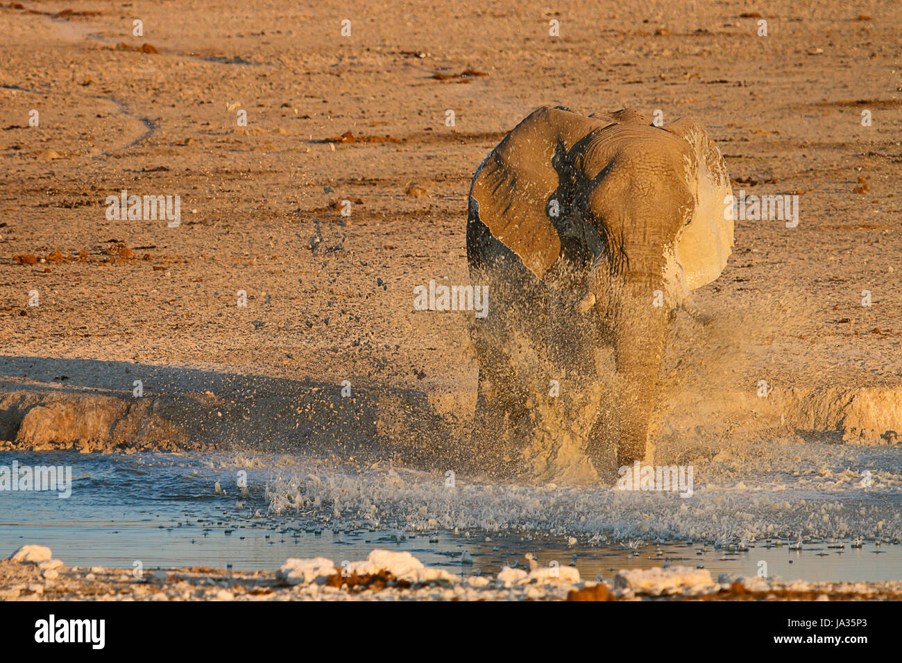 elephant, namibia, water, travel, holiday, vacation, holidays, vacations, Stock Photo