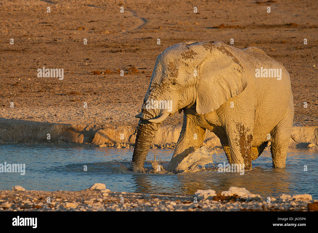 elephant, namibia, water, travel, holiday, vacation, holidays, vacations, Stock Photo