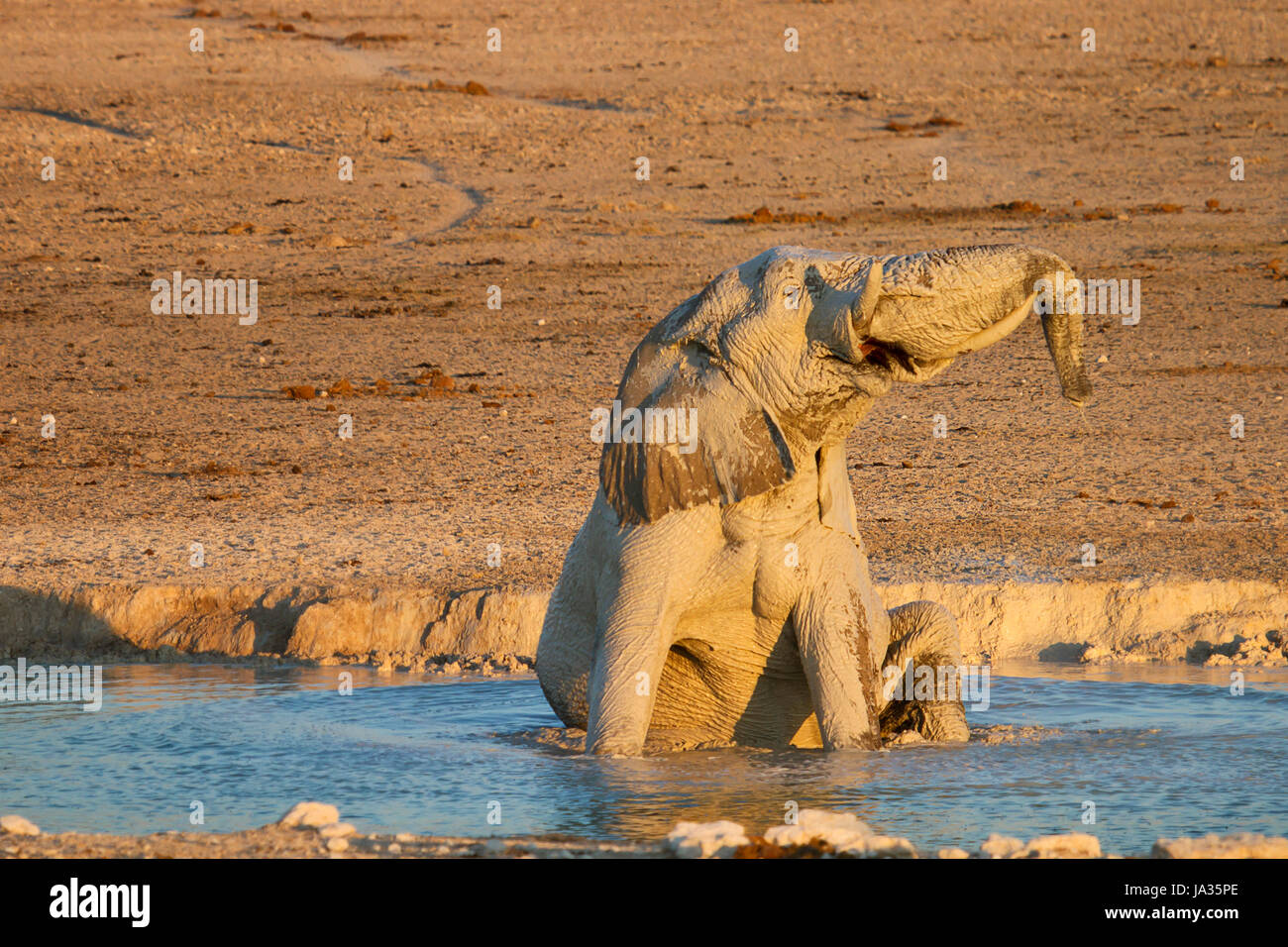 elephant, namibia, water, travel, holiday, vacation, holidays, vacations, Stock Photo