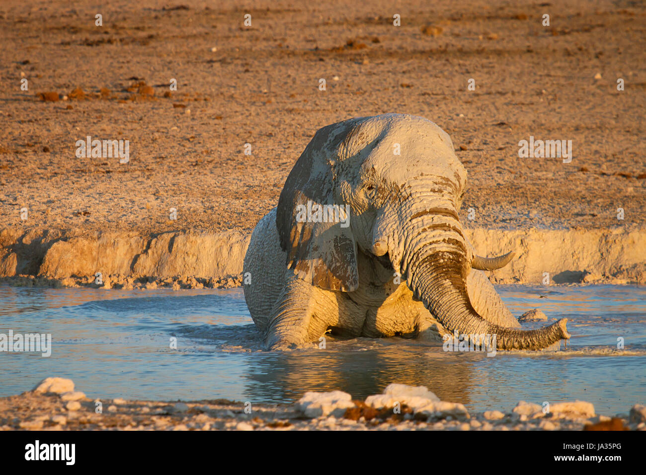 elephant, namibia, water, travel, holiday, vacation, holidays, vacations, Stock Photo