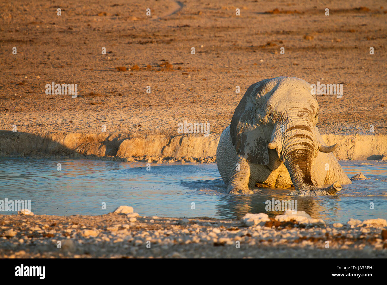 elephant, namibia, water, travel, holiday, vacation, holidays, vacations, Stock Photo