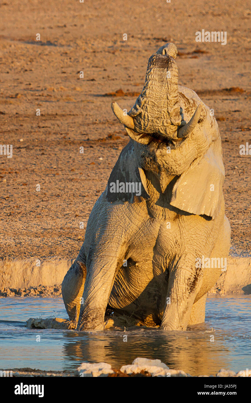 elephant, namibia, water, travel, holiday, vacation, holidays, vacations, Stock Photo