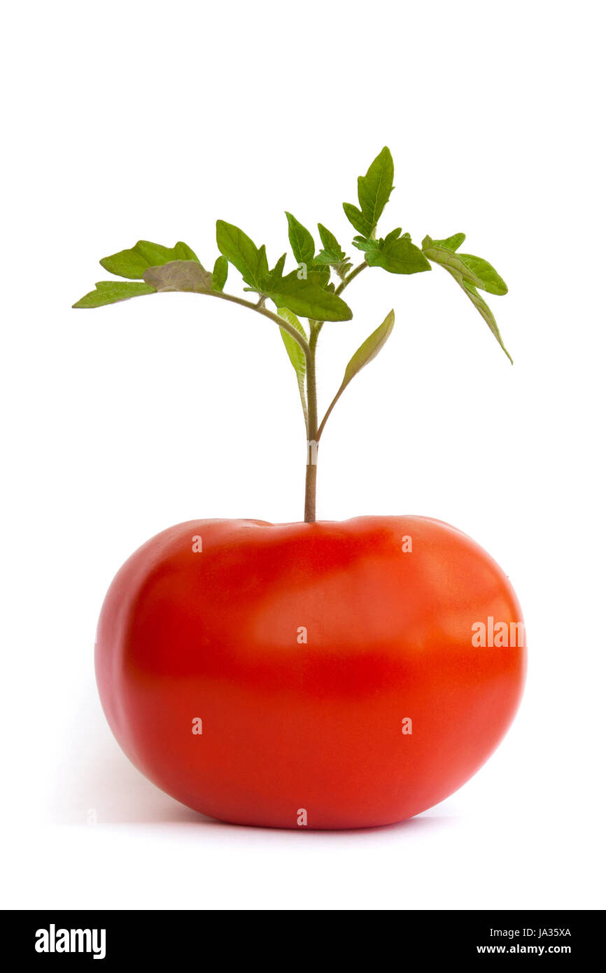 vegetable, differently, tomato, plant, isolated, closeup, green, blank, Stock Photo
