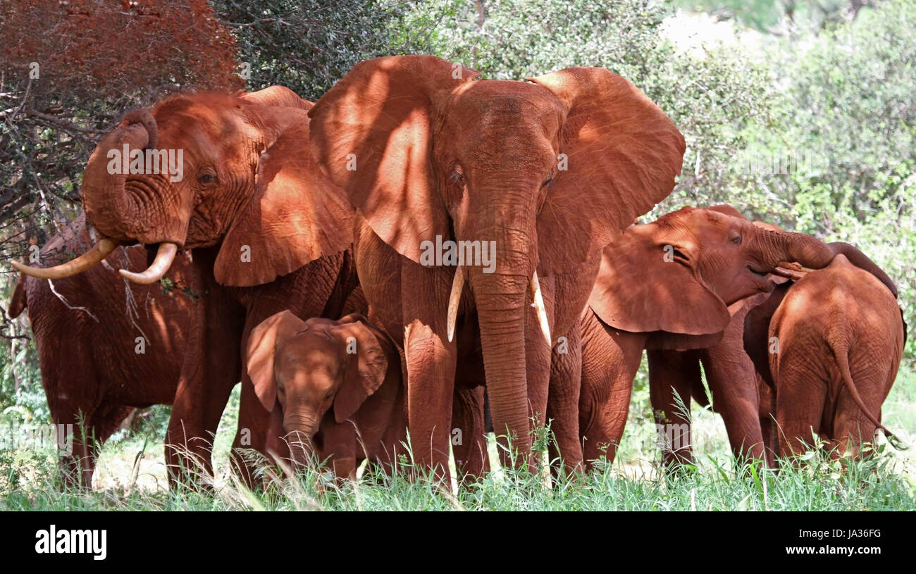 Fat elephant hi-res stock photography and images - Alamy