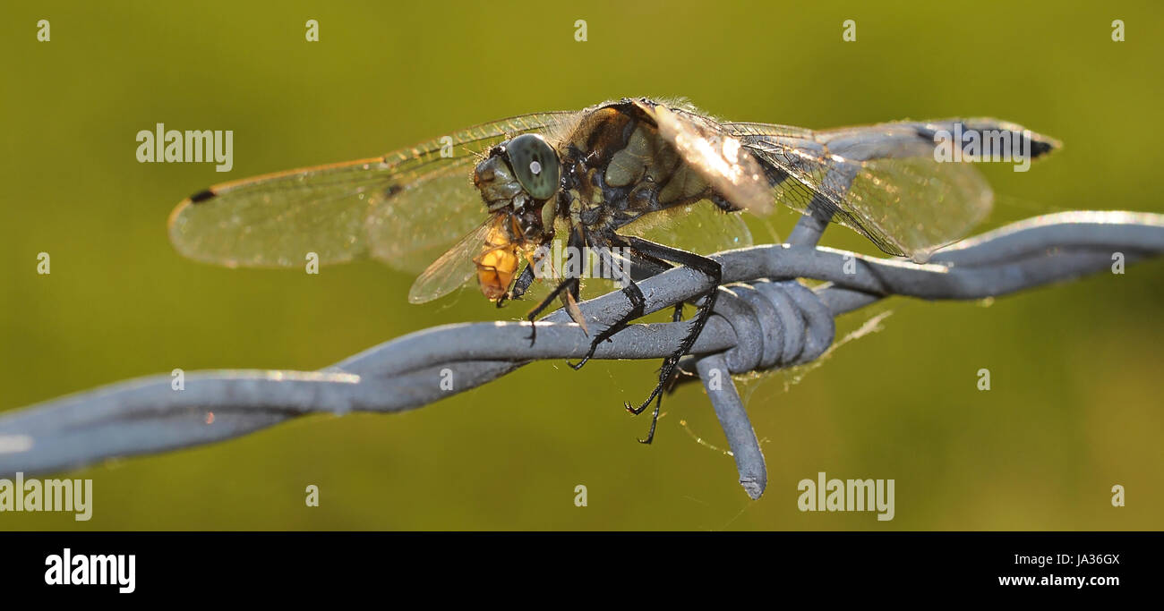 numberless Dragonfly