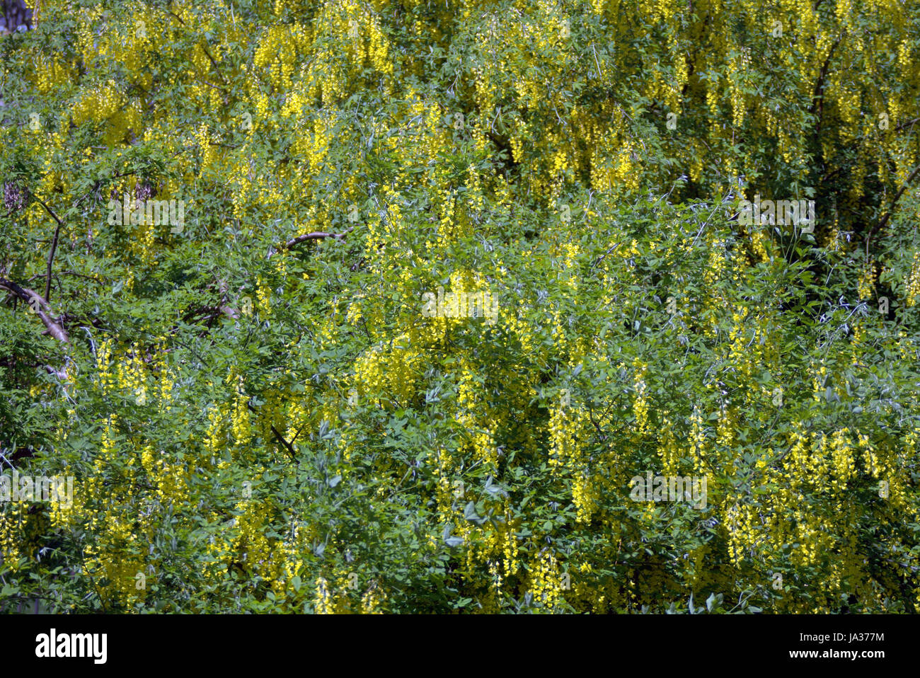 laburnum background Stock Photo