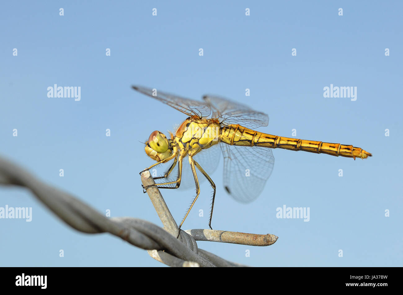 insect, dragonfly, insect, wing, dragonfly, exstinction, barbed wire ...