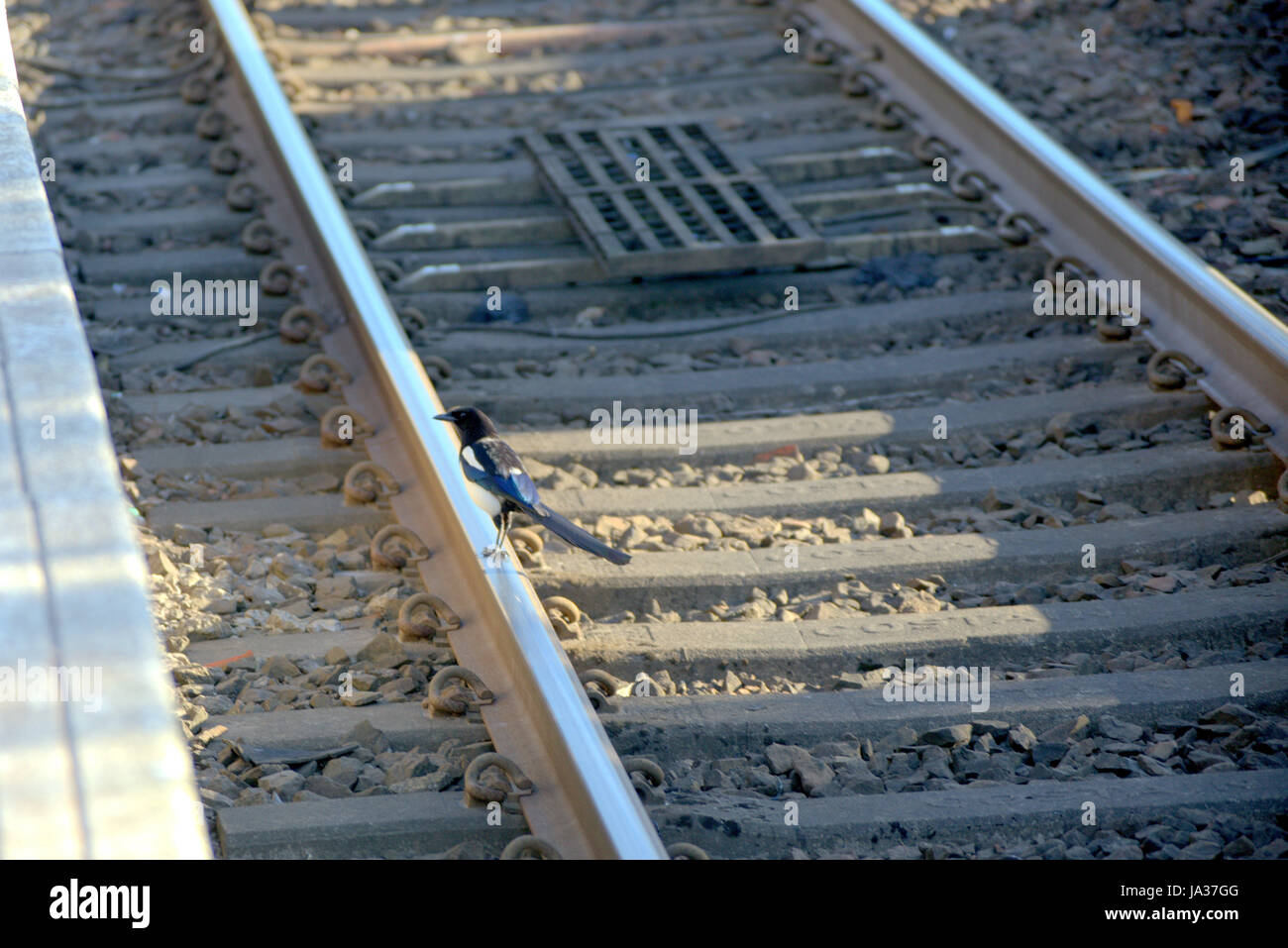 one magpie for sorrow on a railway track single Stock Photo