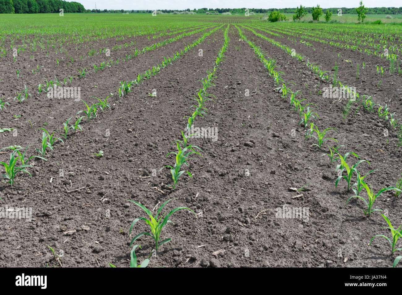 Young cornfield rows growing hi-res stock photography and images - Alamy