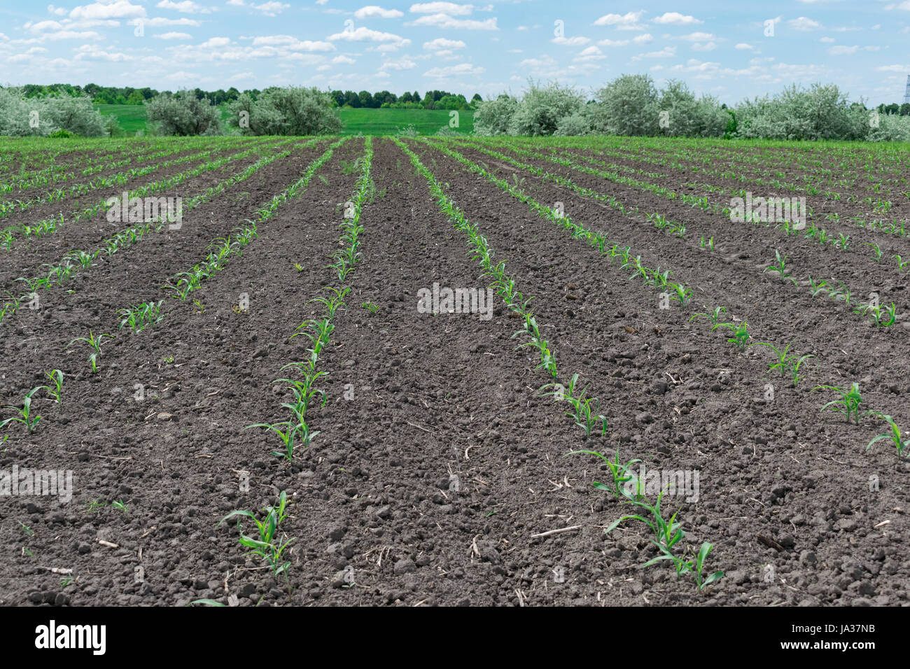 Young corn on cornfield sunny hi-res stock photography and images - Alamy