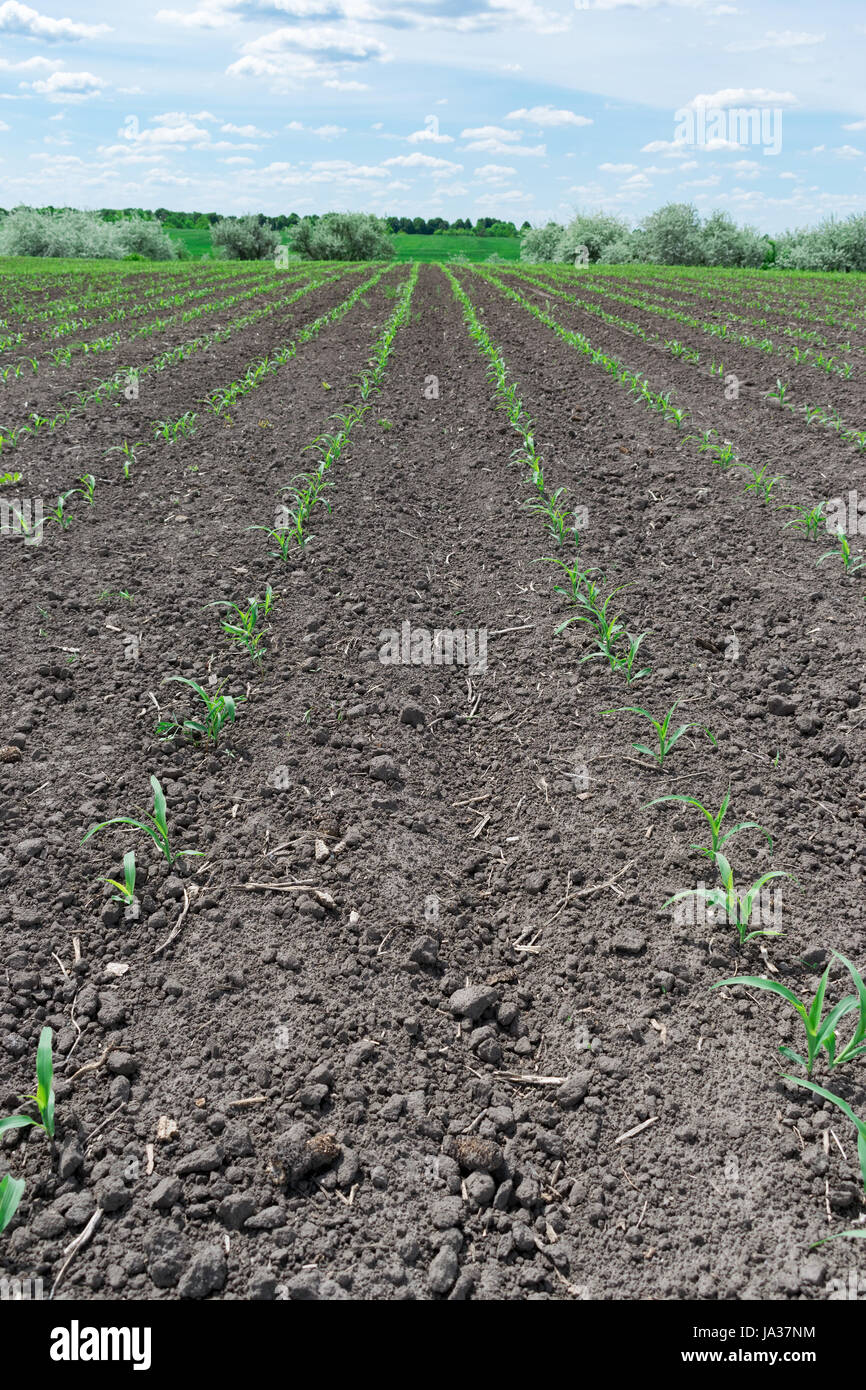 Young corn on cornfield sunny hi-res stock photography and images - Alamy