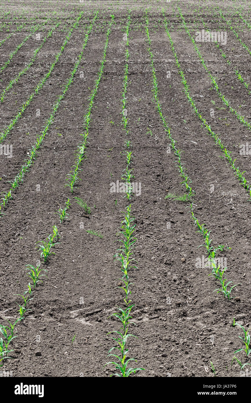 Vertical image corn plants growing hi-res stock photography and images ...