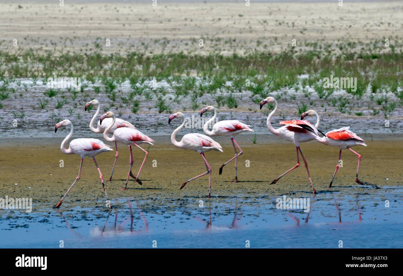nature-sanctuary, france, natural preserve, Provence, delta, flamingo, Stock Photo