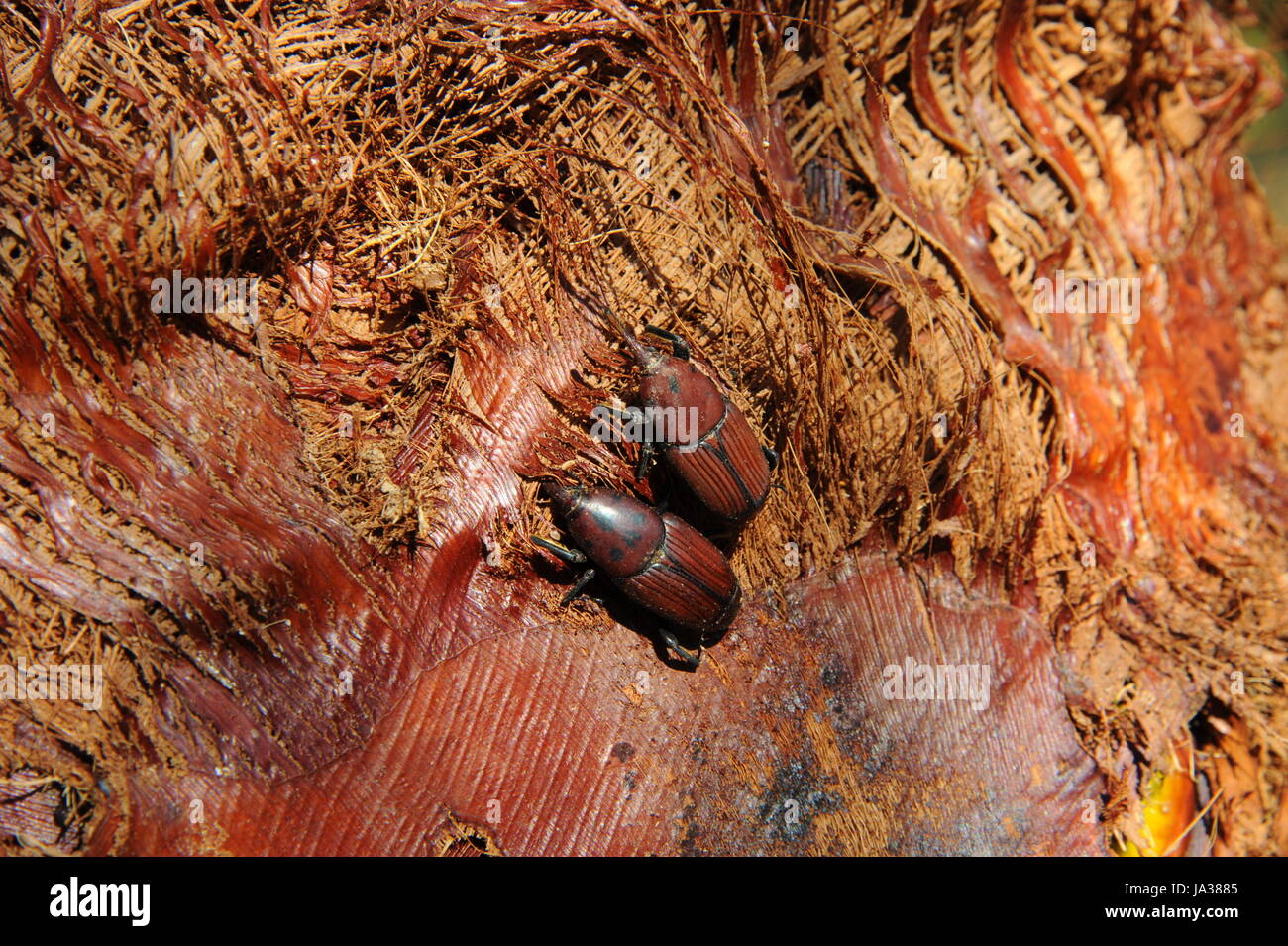 Palmera canariensis hi-res stock photography and images - Alamy