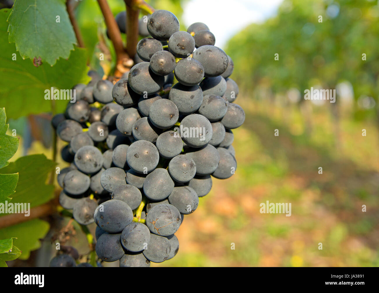 grapes, wine, red wine, vineyard, vine, grape vine, grape-vine, winery, green, Stock Photo
