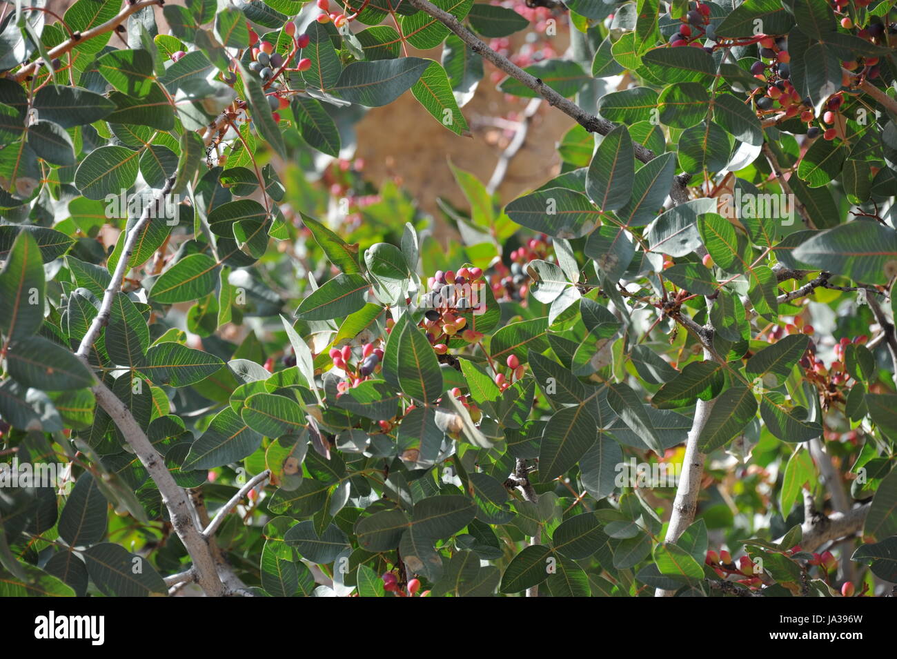 pistachio tree pistachios shrub Stock Photo Alamy
