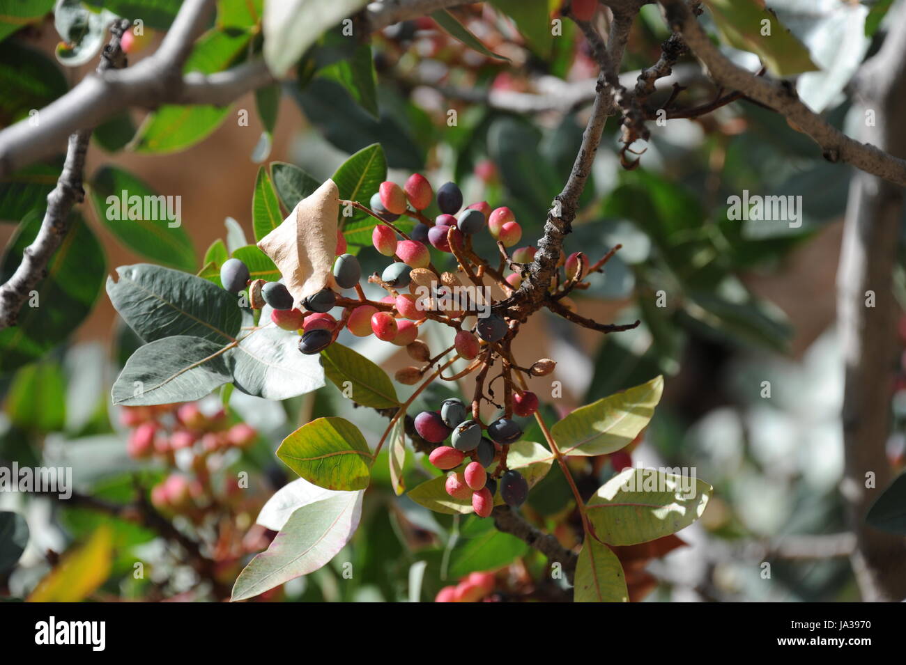 pistachios tree pistachios shrub Stock Photo Alamy
