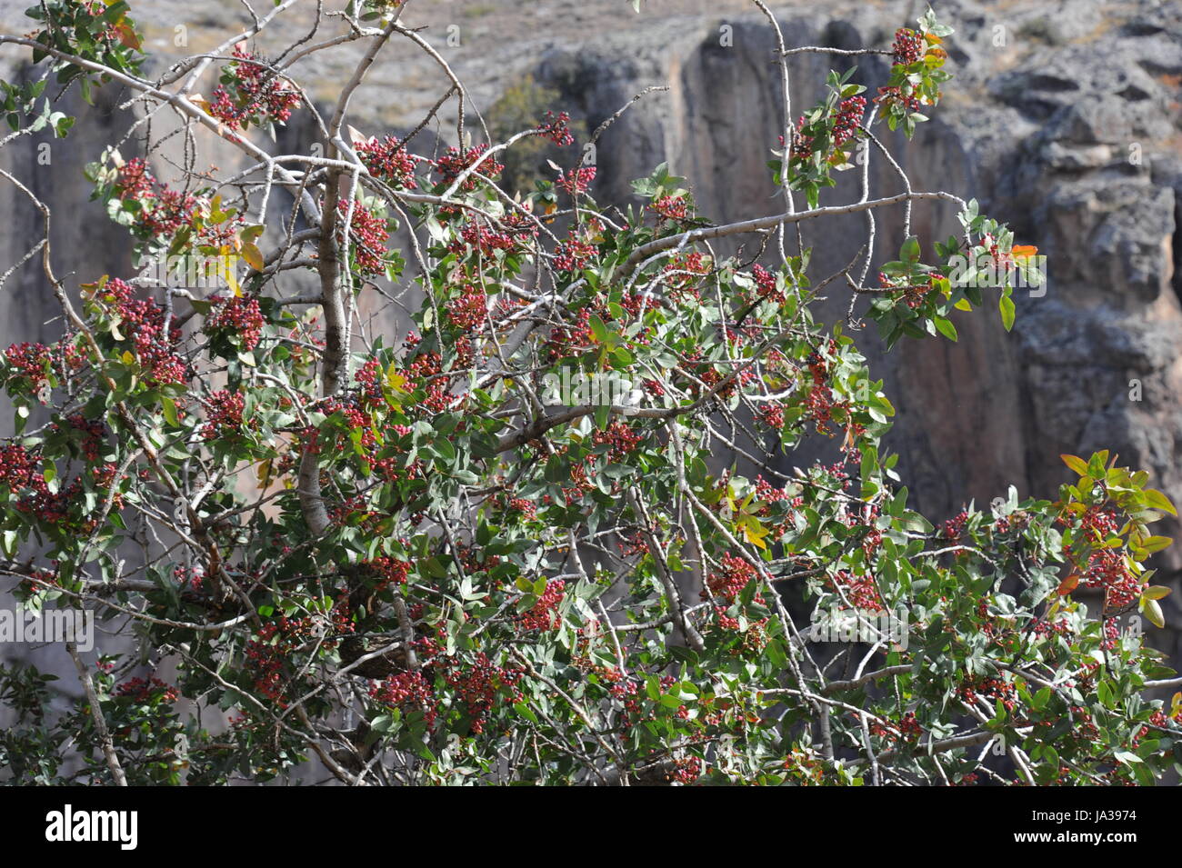 pistachios tree pistachios shrub Stock Photo Alamy