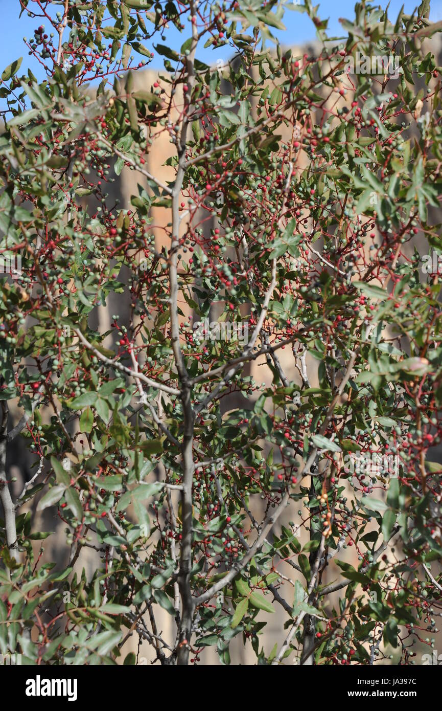 pistachio tree pistachios shrub Stock Photo Alamy