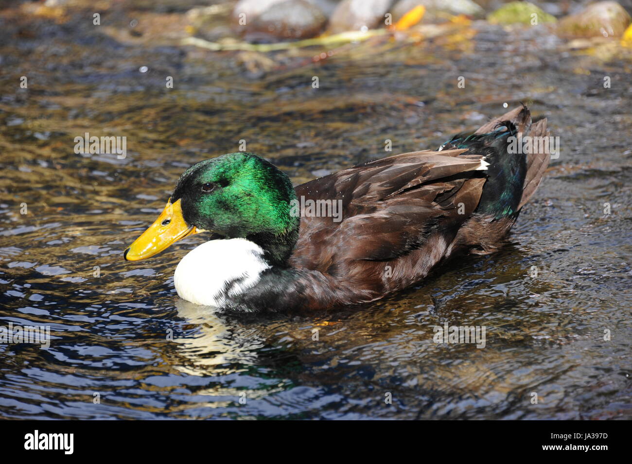 dive, geese, salt water, sea, ocean, water, swimming, swiming, swim ...