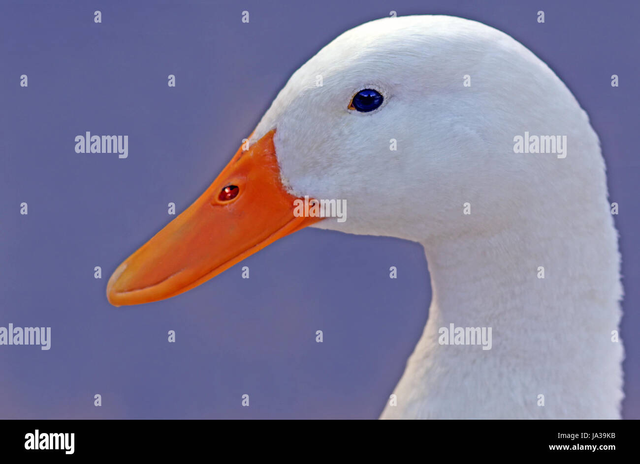 Pekin duck house hires stock photography and images Alamy