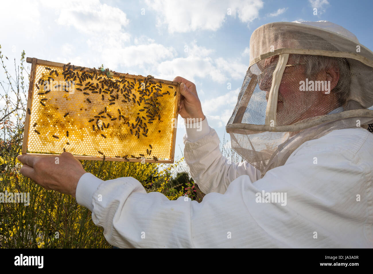 insect, insects, male, masculine, agriculture, farming, blank, european, Stock Photo