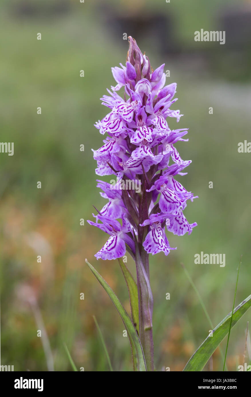 flower, plant, stalk, orchid, macro, close-up, macro admission, close up view, Stock Photo
