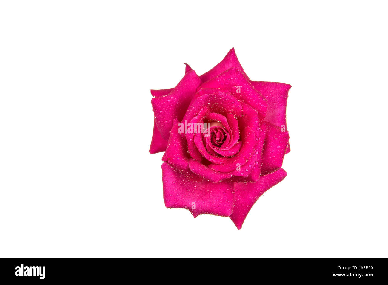 flower, plant, rose, apart, extra, insulated, water, pink, drop, drip, drops, Stock Photo