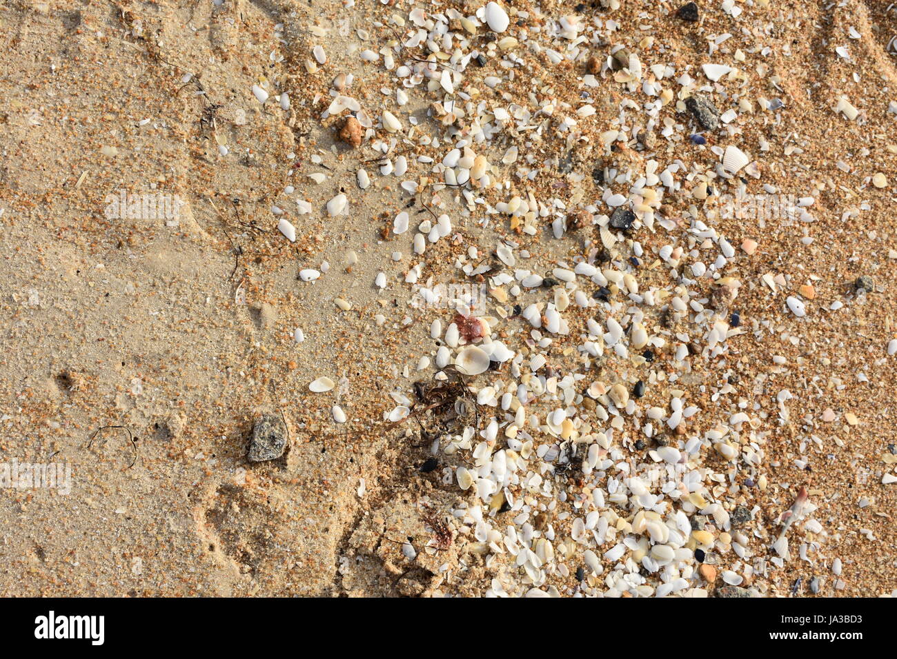 shells on the beach Stock Photo