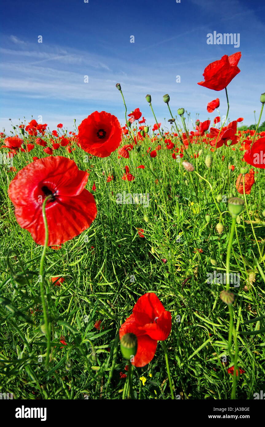lush poppy field in glorious color Stock Photo