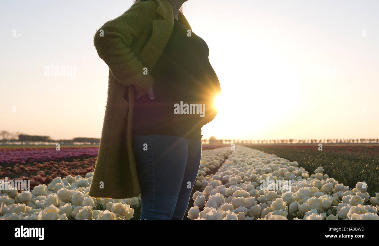 A pregnant woman resting her hands on her bump as she stands in a field of magnificent flowers. Stock Photo
