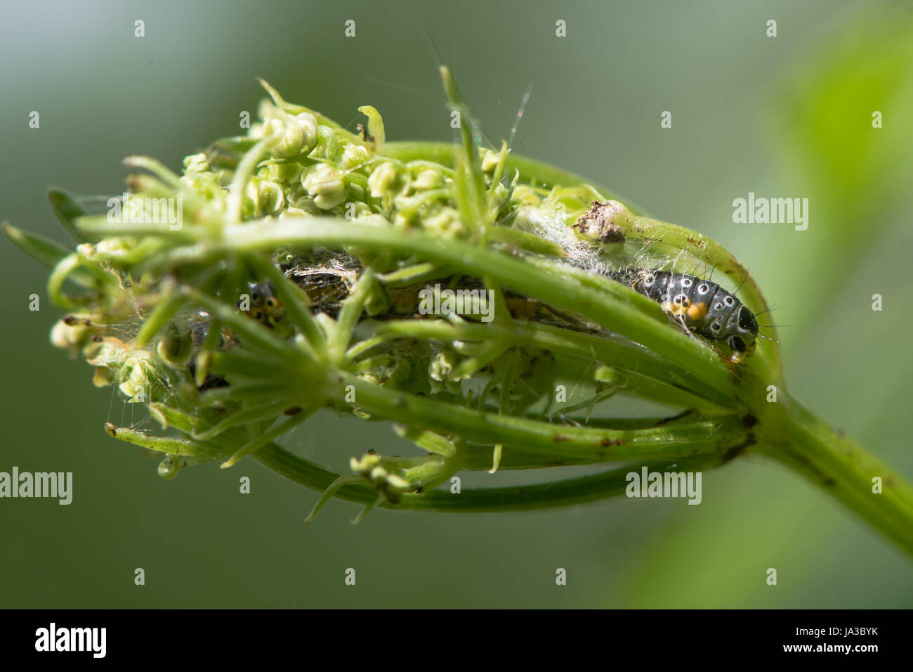 Depressaria daucella moth caterpillar in larval web.Larva on flowers of hemlock water-dropwort (Oenanthe crocata) in protective silk structure Stock Photo