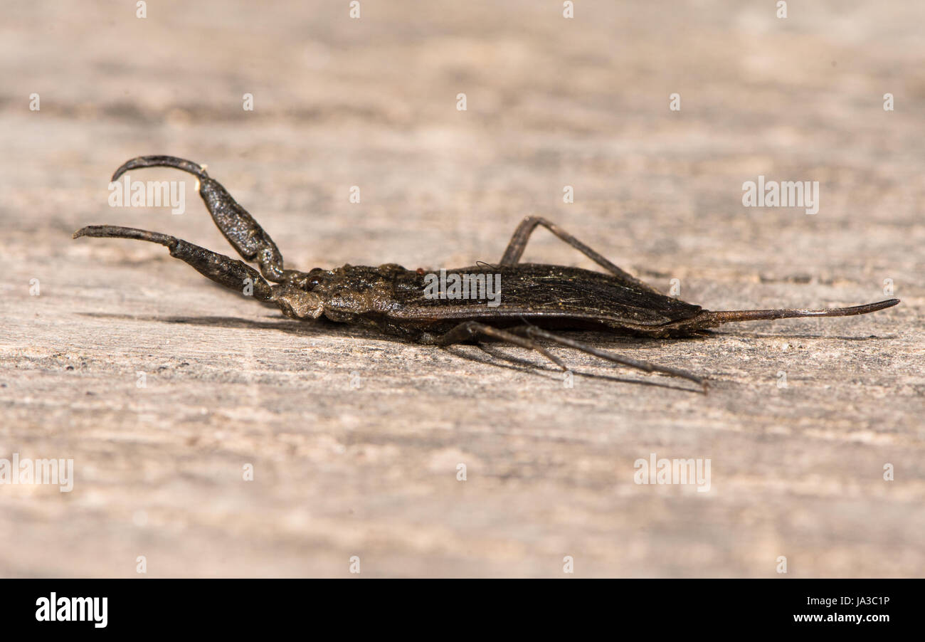 Water scorpion (Nepa cinerea). Predatory aquatic bug in the family Nepidae, with caudal process that acts as breathing tube Stock Photo