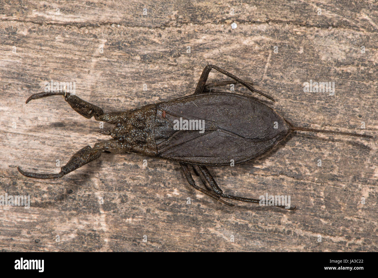 Water scorpion (Nepa cinerea). Predatory aquatic bug in the family Nepidae, with caudal process that acts as breathing tube Stock Photo