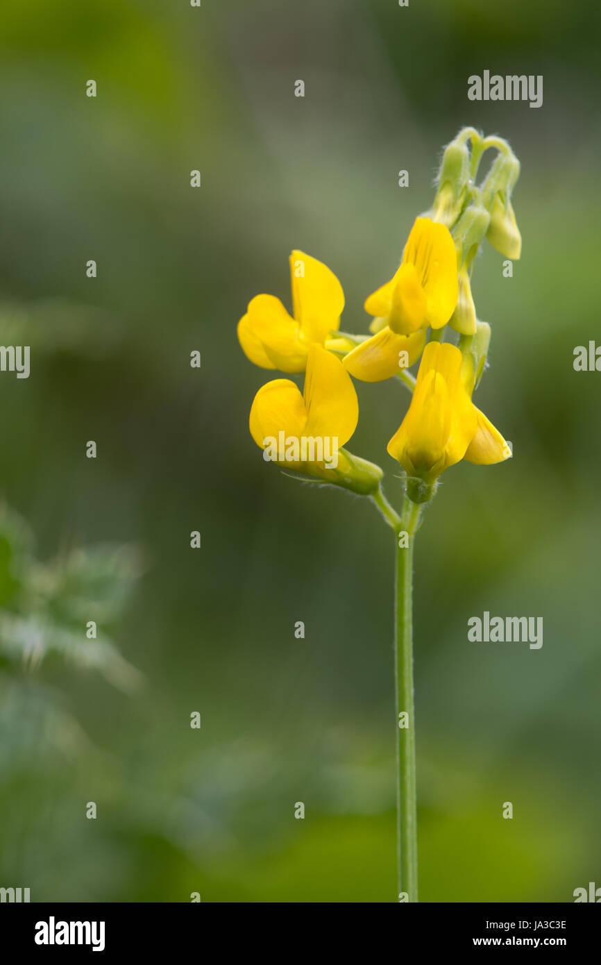 Meadow vetchling (Lathyrus pratensis) raceme. Yellow flowers on clambering plant in the pea family (Fabaceae), common in rough grassland Stock Photo