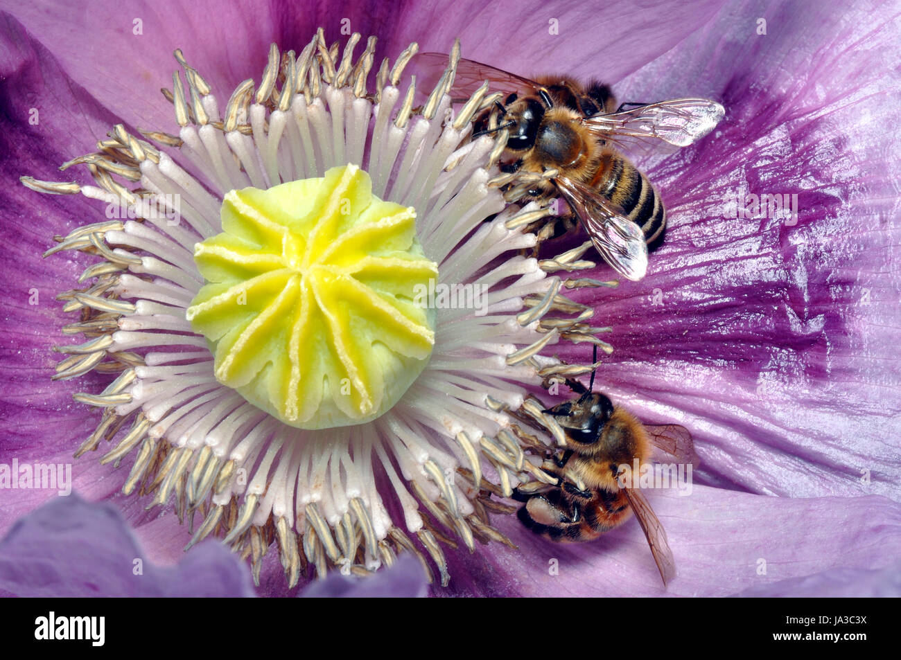 peony, insect, bee, peony, wing, pollen, antenna, stamens, fecundate, collect, Stock Photo