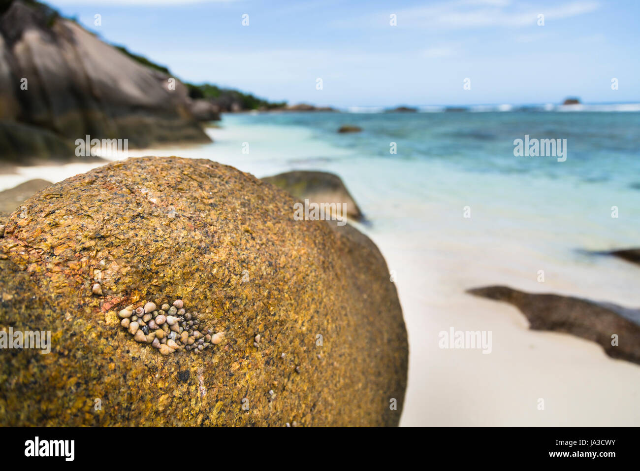 A tightly packed group of sea shells on a granite rock in La Digue, Seychelles with a beach in the background Stock Photo