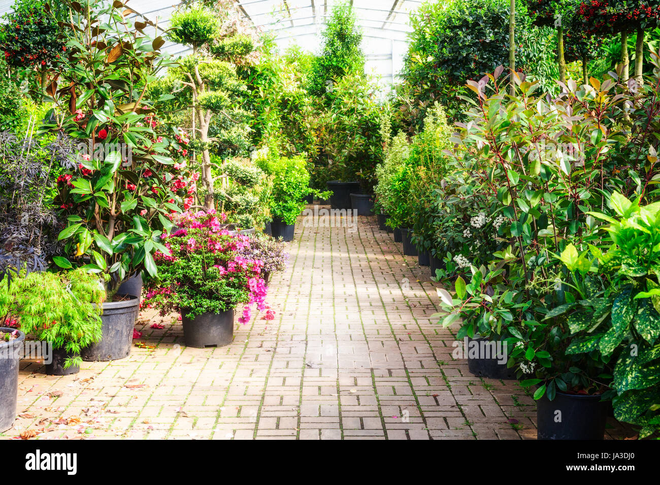 Green house with flowerpots of plants and blooming azalea. Old greenhouse interior in sunny day Stock Photo