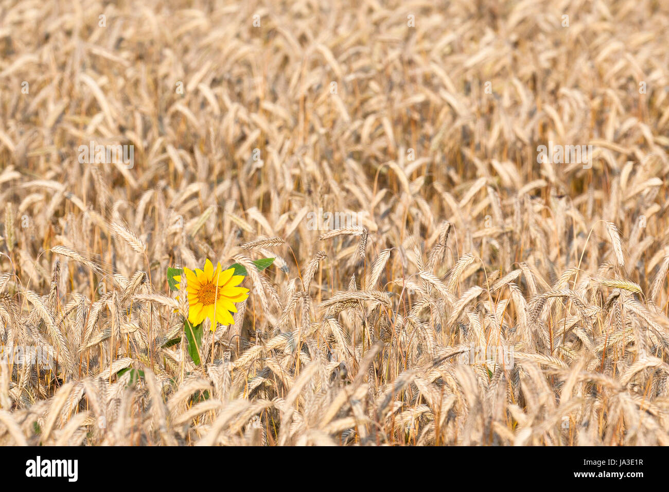 bloom, blossom, flourish, flourishing, flower, sunflower, plant, rye ...