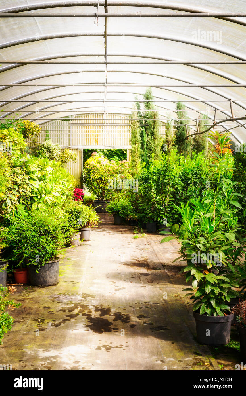 Green house with flowerpots of plants and blooming azalea. Old greenhouse interior in sunny spring day Stock Photo