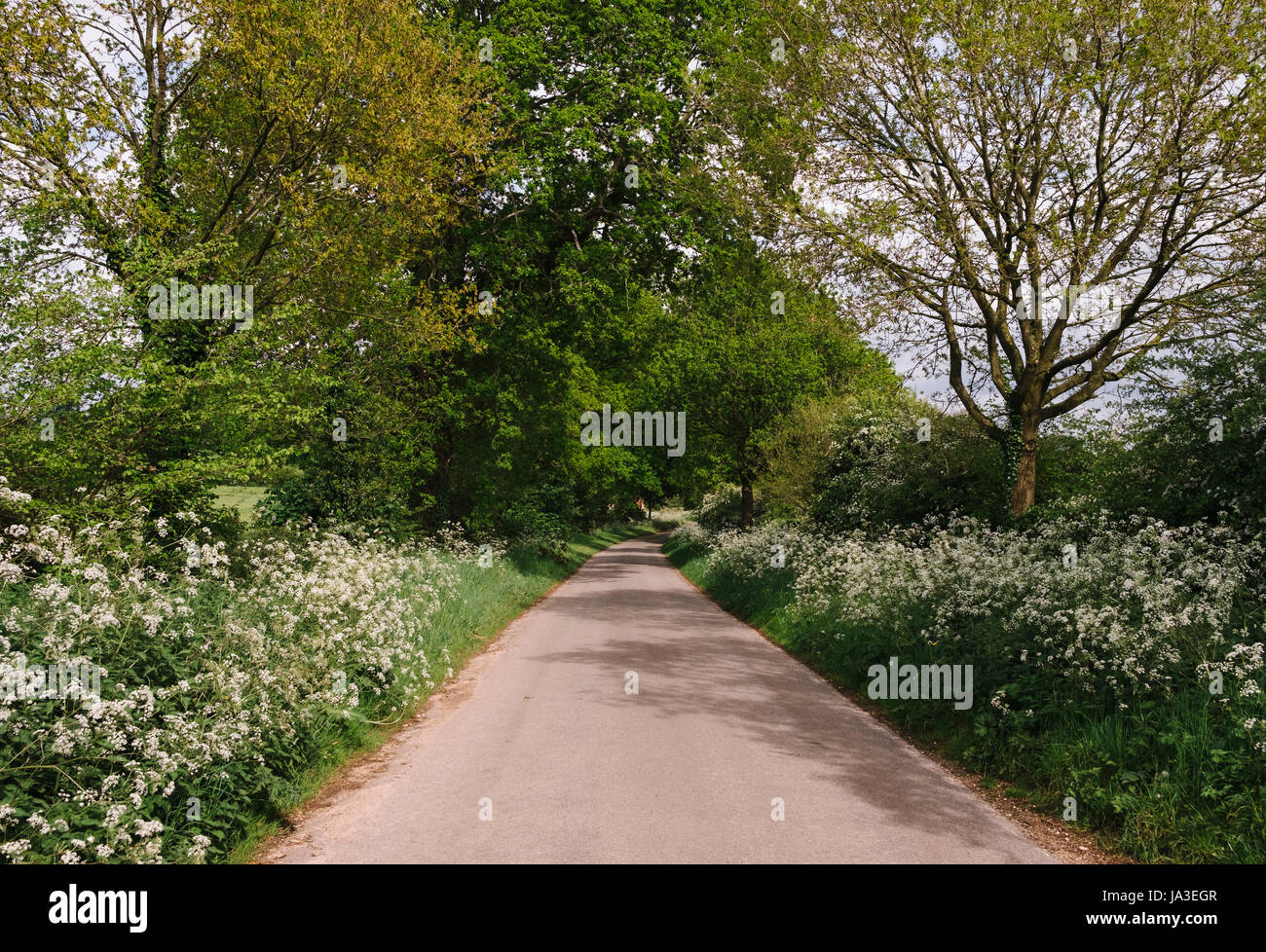 Road verges with flowers hi-res stock photography and images - Alamy