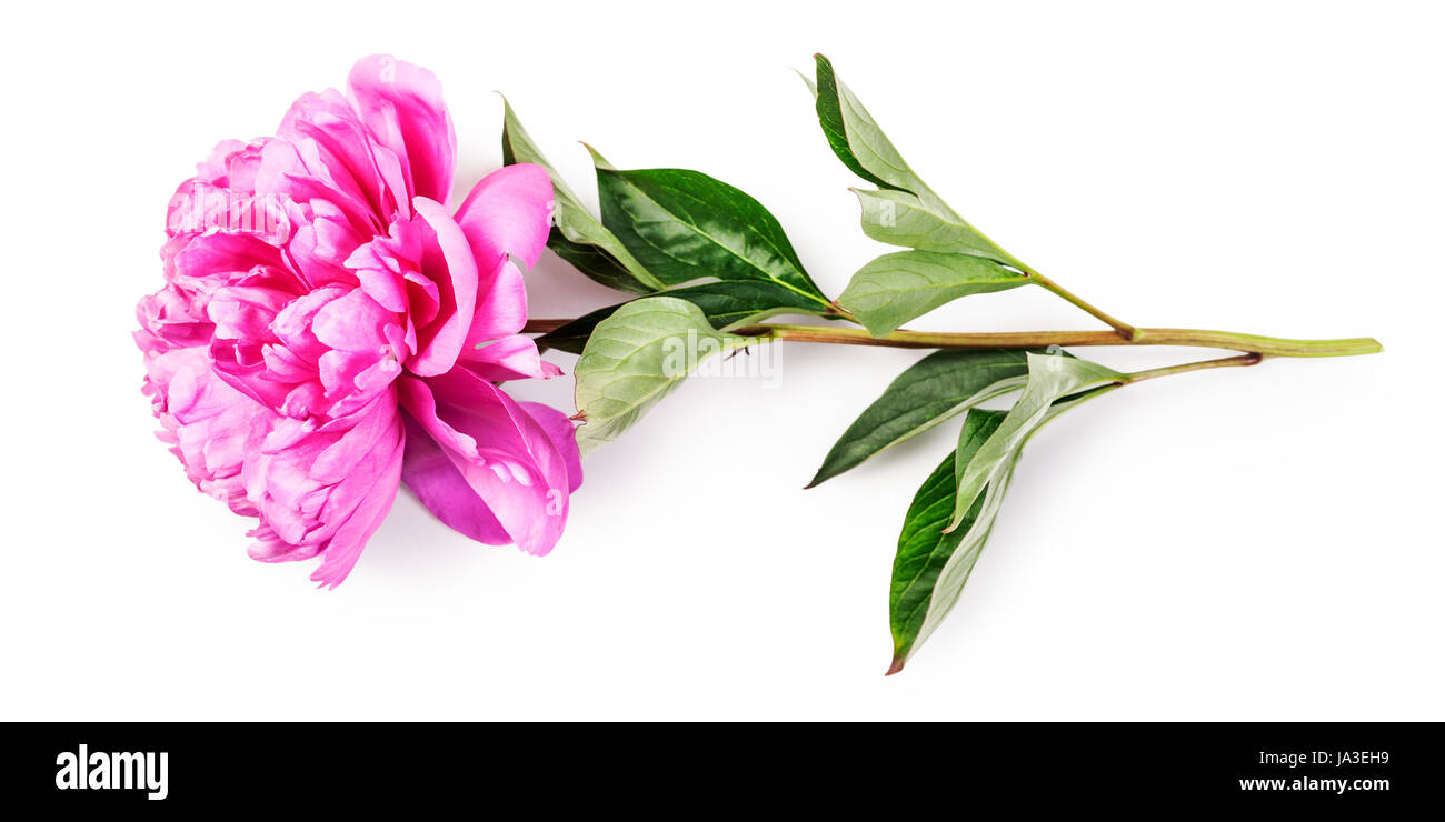 Pink peony flower with stem and leaves. Single object isolated on white ...