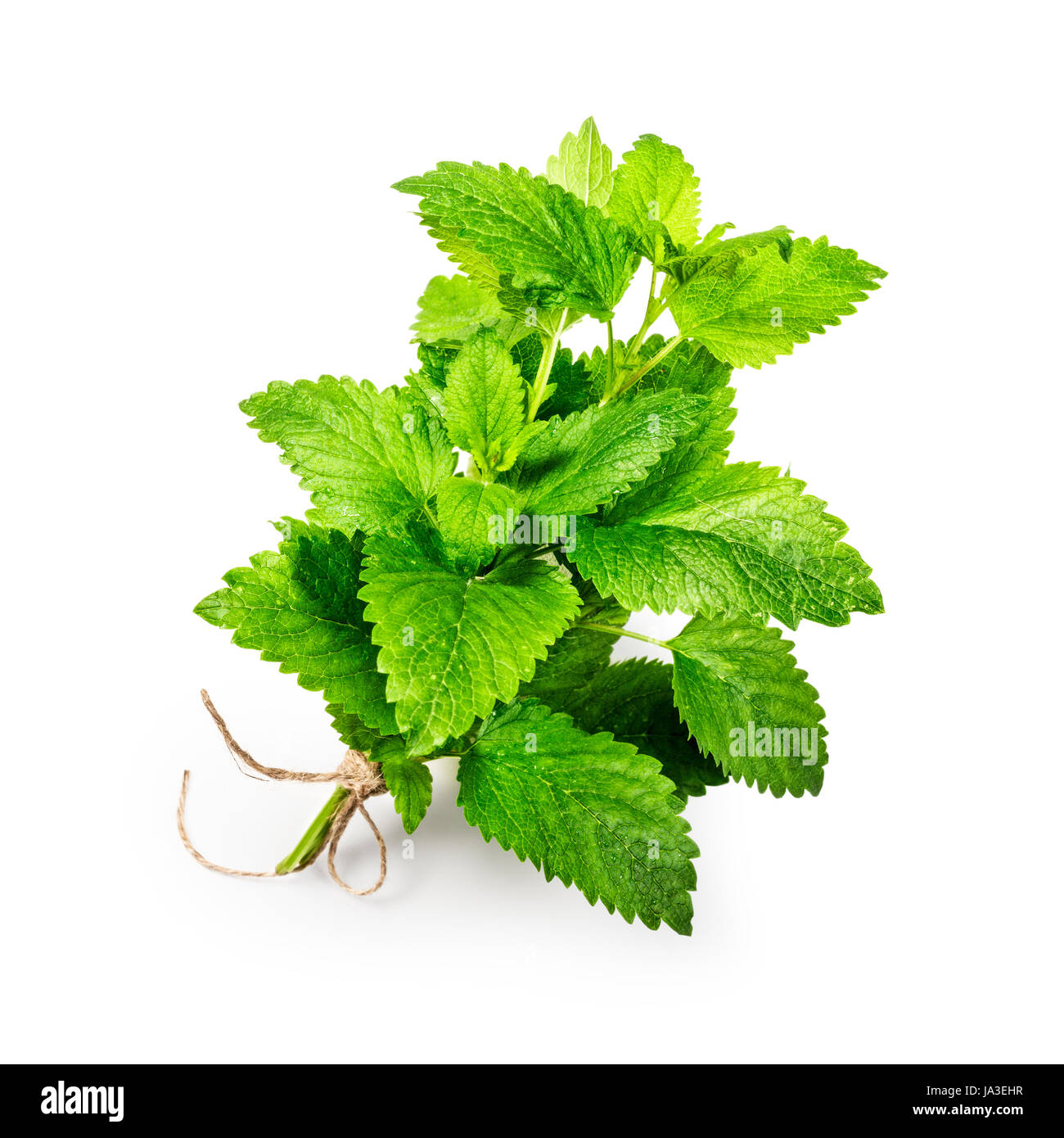 Lemon balm isolated on white background clipping path included. Fresh green melissa leaves with water drops Stock Photo