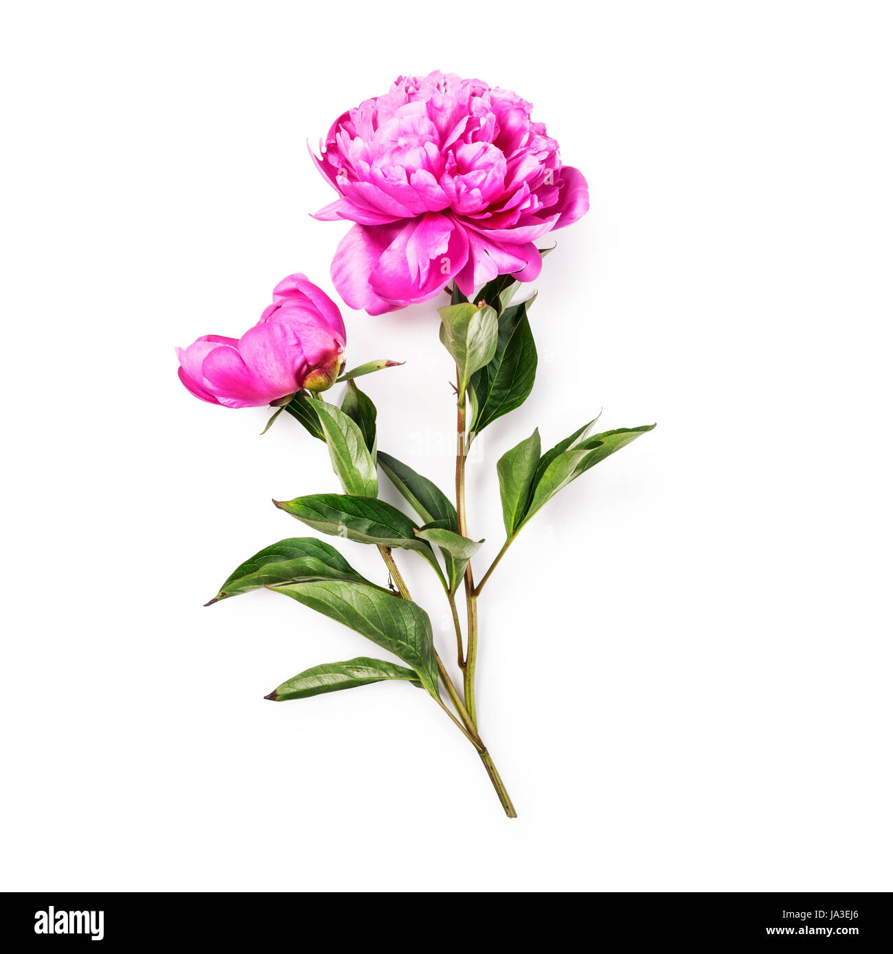 Pink peony flower with stem and leaves. Objects group isolated on white background clipping path included. Summer garden flowers Stock Photo