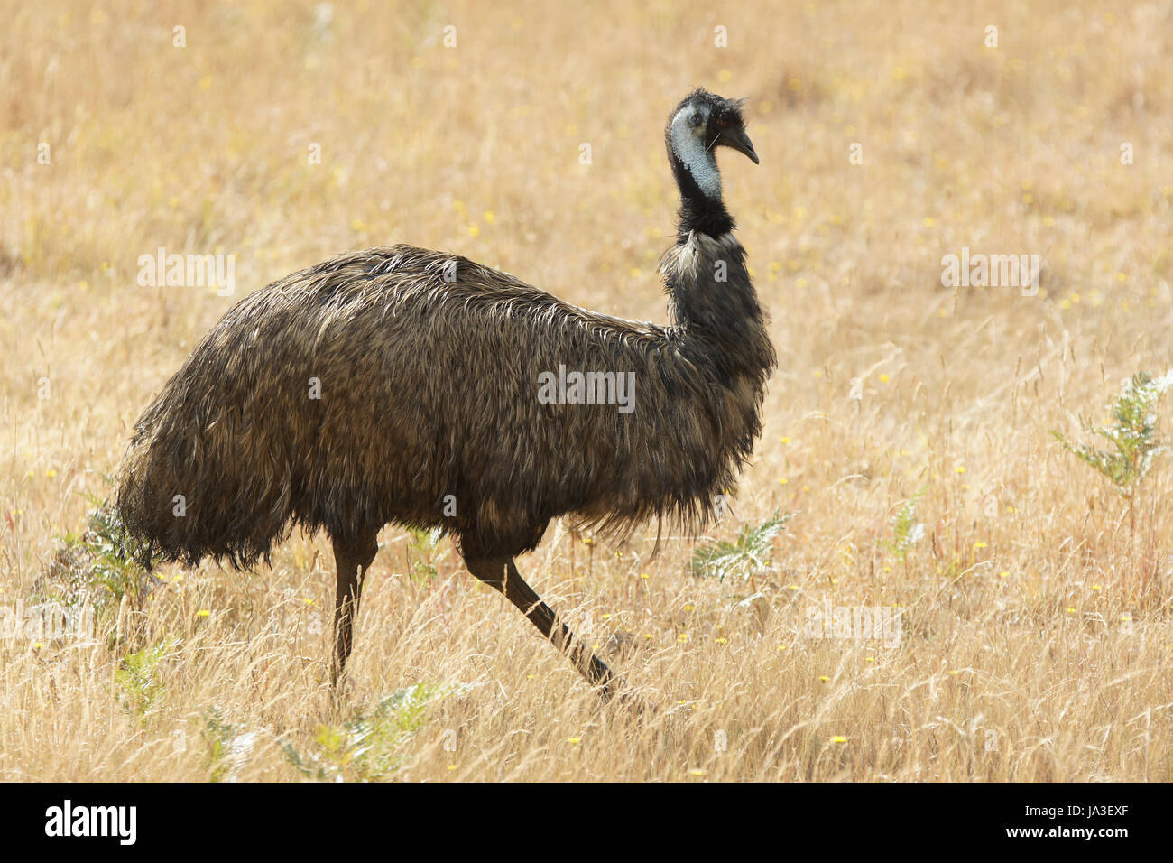 animal, bird, fauna, birds, australia, emu, traveling, trip, journey ...