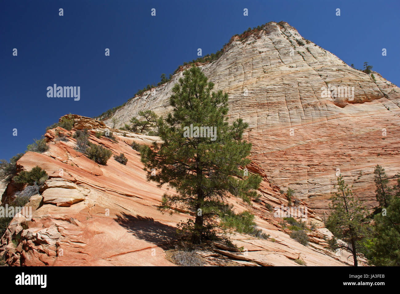 tree, national park, usa, america, southwest, blue, tree, park, national park, Stock Photo