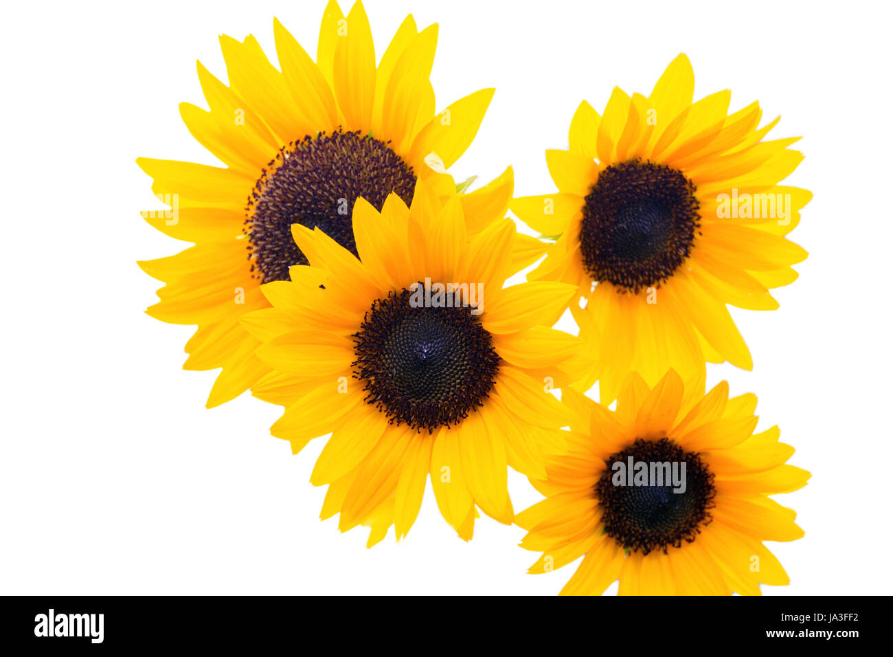 sunflower isolated on white background Stock Photo - Alamy