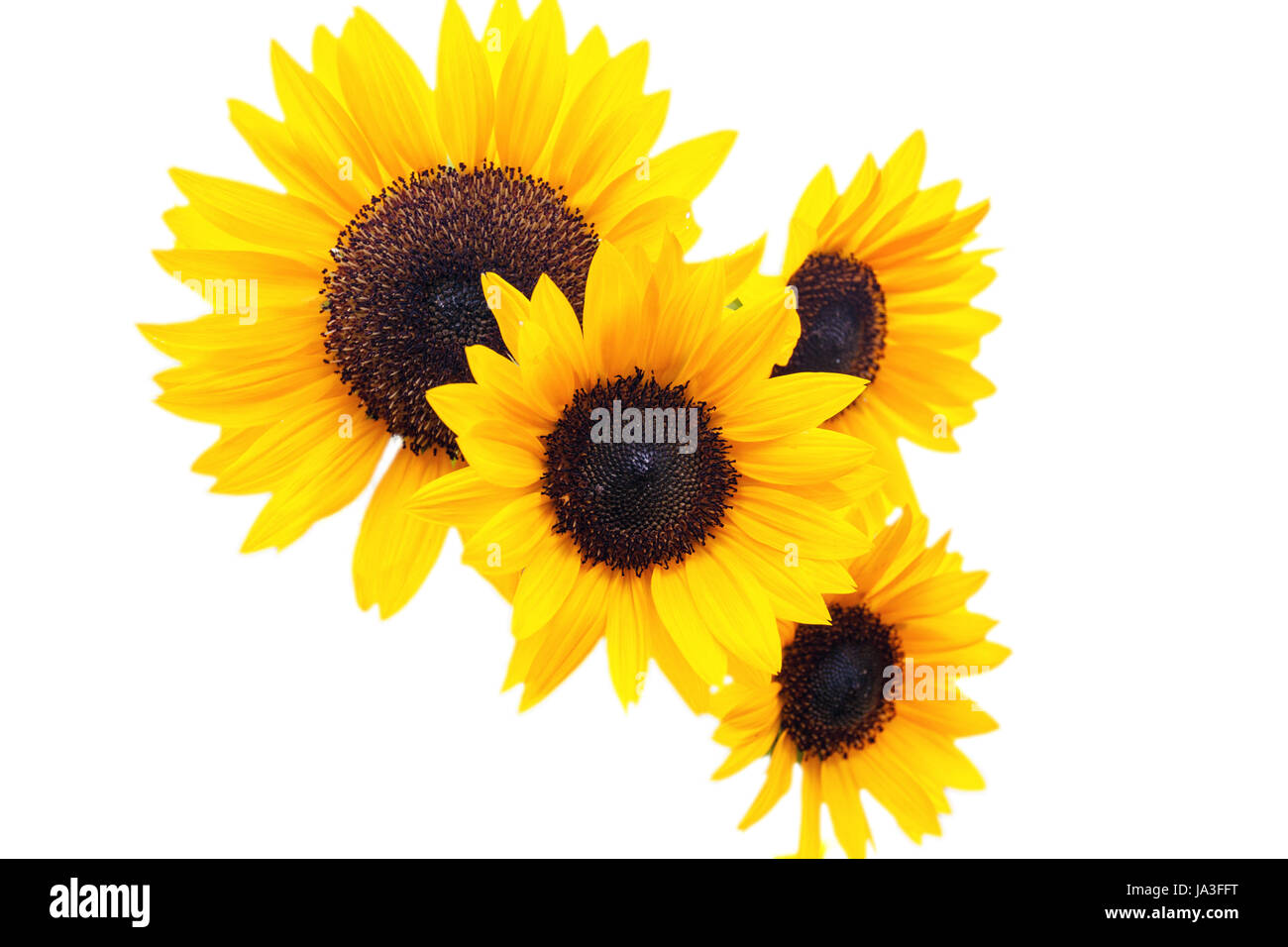 sunflower isolated on white background Stock Photo - Alamy